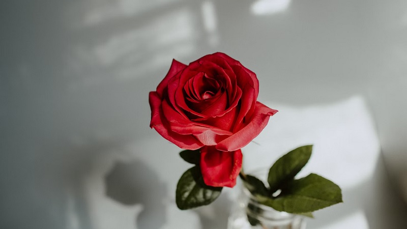 Arti Bunga Mawar, Simbol Cinta dan Kesetiaan