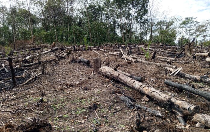 JPIK: Deforestasi di Taman Nasional Kerinci Seblat Harus Segera Diakhiri