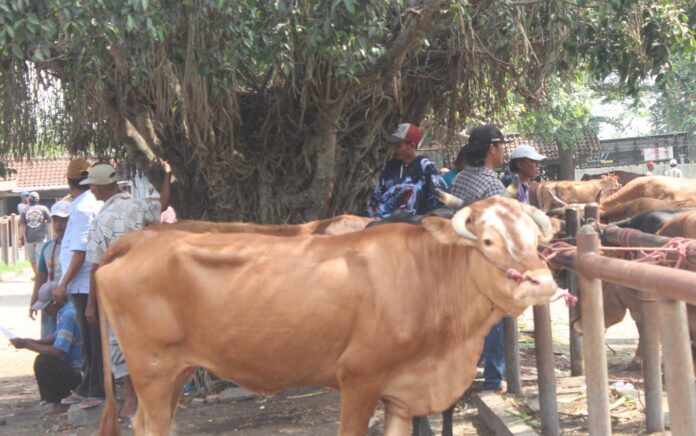 Jelang Hari Raya Idul Adha, Pemkab Pastikan Kesehatan Hewan Ternak