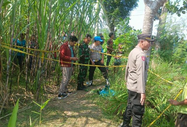 Geger Penemuan Mayat Bayi Terbungkus Tas Sekolah di Lahan Tebu Lumajang