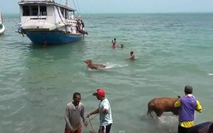 Puluhan Sapi Diturunkan di Tengah Laut Karena Tidak Adanya Dermaga di Pelabuhan Sumenep