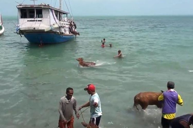 Puluhan Sapi Diturunkan di Tengah Laut Karena Tidak Adanya Dermaga di Pelabuhan Sumenep