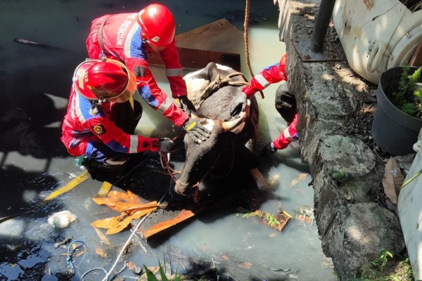 Sapi Kurban di Surabaya Tercebur ke Sungai Karena Kaget Suara Klakson Motor
