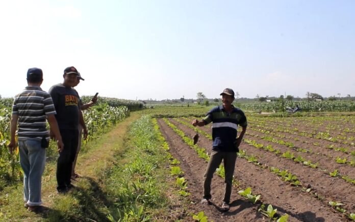 Pemkab Lumajang Ajak Petani Basmi Hama Tikus dengan Cara Tradisional