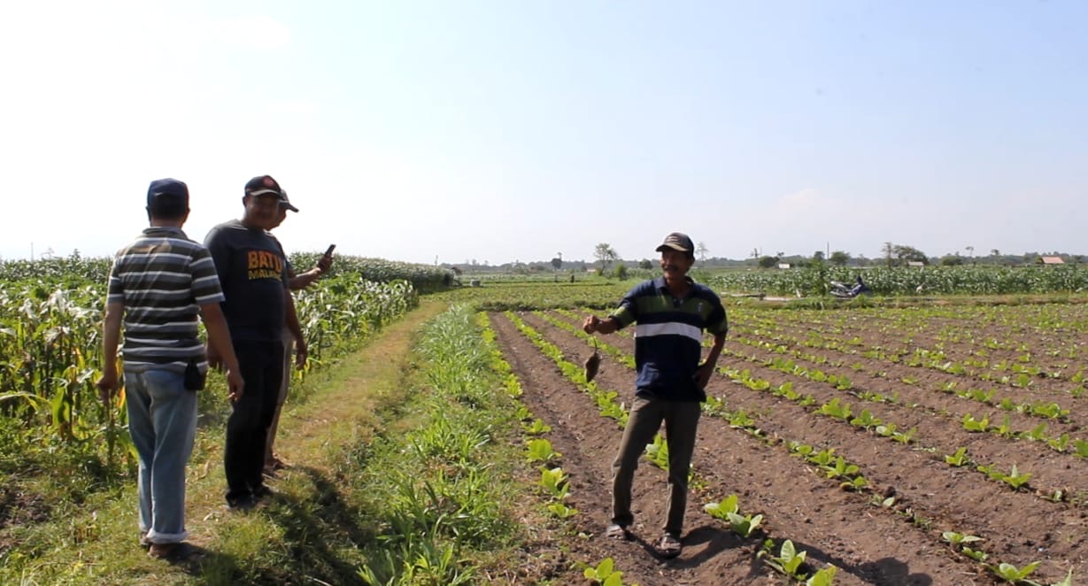 Pemkab Lumajang Ajak Petani Basmi Hama Tikus dengan Cara Tradisional