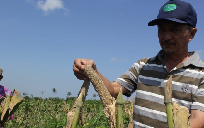 Diserang Hama Tikus, Petani Jagung di Lumajang Mulai Beralih Tanam Tembakau