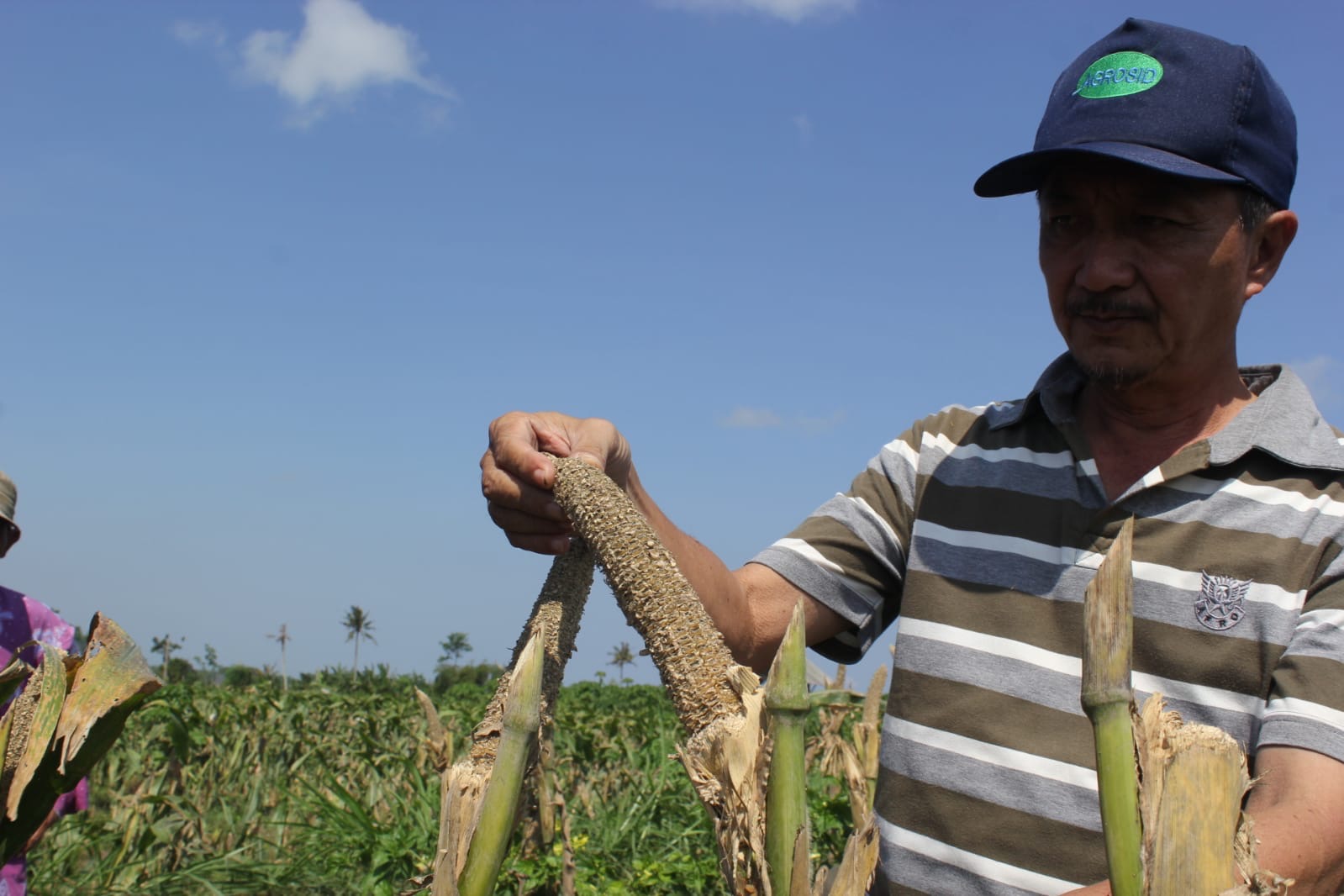 Diserang Hama Tikus, Petani Jagung di Lumajang Mulai Beralih Tanam Tembakau