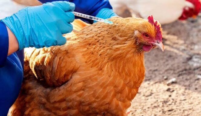 Pemkab Lumajang Siapkan 8ribu Vaksin Flu Burung