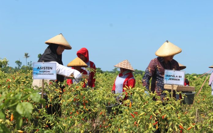 Panen Raya Cabai Rawit Merah di Lumajang, Dorong Pertumbuhan Ekonomi