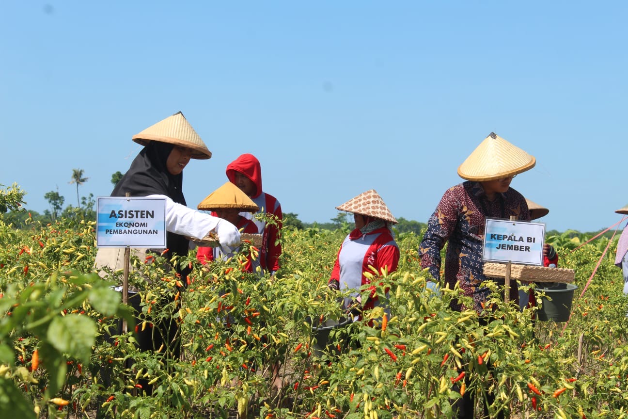 Panen Raya Cabai Rawit Merah di Lumajang, Dorong Pertumbuhan Ekonomi