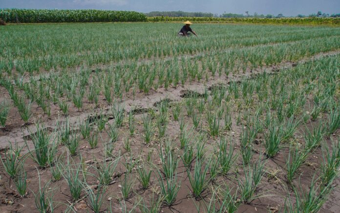 Pemkab Lumajang Gandeng Petani Jaga Stabilitas Harga Bawang Merah