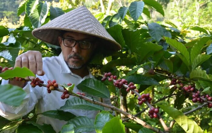 Harga Kopi di Kabupaten Probolinggo Tembus Rp 80 Ribu, Petani Bersyukur namun Tetap Resah