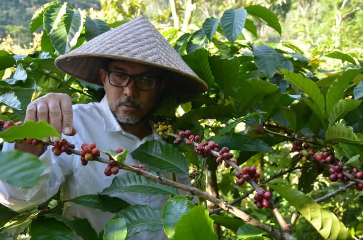 Harga Kopi di Kabupaten Probolinggo Tembus Rp 80 Ribu, Petani Bersyukur namun Tetap Resah